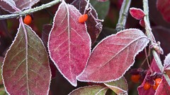 Leaves nature ice frosty