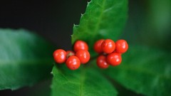 Leaves nature Japan mistletoe