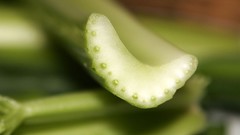 Leaves nature Plants celery cross section