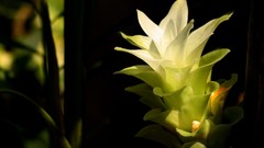 Leaves nature Plants India spices