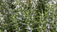 Leaves nature Plants rosemary