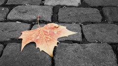 Leaves nature Plants sidewalk Bricks pavement fallen leaves