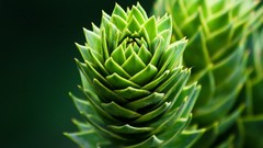 Leaves nature Plants symmetry blurred background