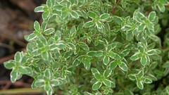 Leaves nature Plants variegated thyme