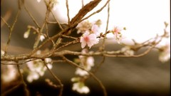 Leaves nature purple woman abstract Don hurt digital art 