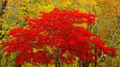 Leaves nature tree red maple 1600x1200