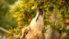 Leaves nature Trees Animals Dogs Noses fruits
