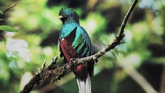 Leaves nature Trees Animals Green Birds quetzal