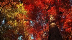Leaves nature Trees yellow red documentary
