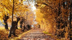 Leaves nature Trees yellow seasons autumn orange paths skies 