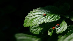 Leaves nature vegetation Plants insects black background 
