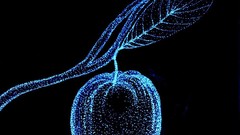 Leaves night branches apples seeds contrast black background 