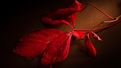 Leaves Plants fallen leaves