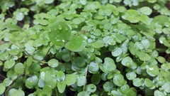 Leaves Plants water drops