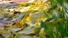leaves portrait display fallen leaves grass