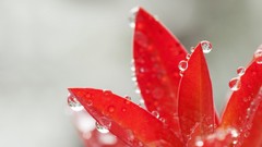 Leaves red waterdrops red leaf
