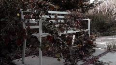 Leaves seasons red autumn bench Garden colors sitting 