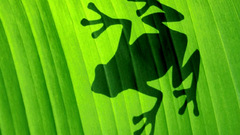 Leaves shadows Frogs amphibians