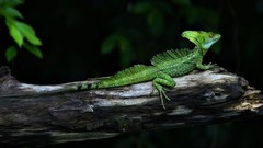 Leaves side view Reptiles basilisk lizards