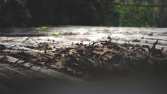 Leaves Sticks white Roof brown