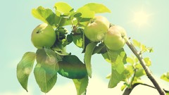 Leaves Trees apples fruit trees