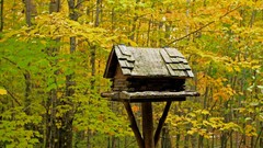 Leaves Trees autumn forests Birdhouses