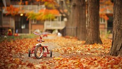 Leaves Trees autumn streets tricycles
