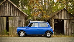 Leaves Trees blue autumn mini Austin Cooper Mini Cooper classic 
