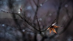 Leaves Trees branches chinese caligraphy