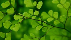 Leaves Trees Ginko Biloba