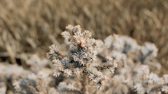 Leaves Trees grass spring bokeh cones
