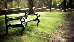 Leaves Trees grass sun summer light bench pathway birch Parks 