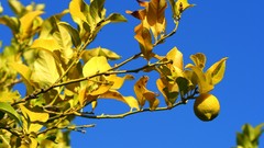 Leaves Trees lemons fruit trees