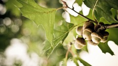 Leaves Trees nuts Acorns