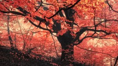 Leaves Trees red orange chakra