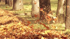 Leaves Trees winds fallen leaves