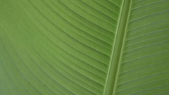 Leaves ubuntu GNU/Linux Ubuntu 9.10 Karmic Koala