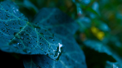 Leaves water drops