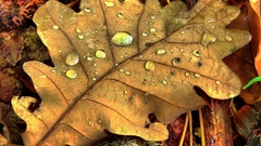 Leaves water drops fallen