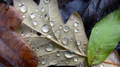 Leaves water drops fallen