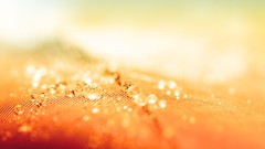 Leaves water drops maco