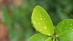 Leaves water drops macro
