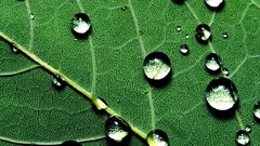 Leaves water drops macro