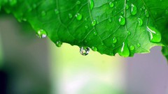 Leaves waterdrops