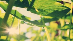 Leaves yellow sun bright Green shine Plants sunny sunlight 