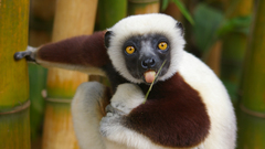 Lemur