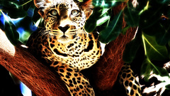 Leopardfract here com