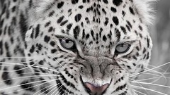Leopards faces big cats