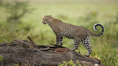 Leopards Kenya