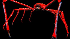 Lg macrocheira kaempferi